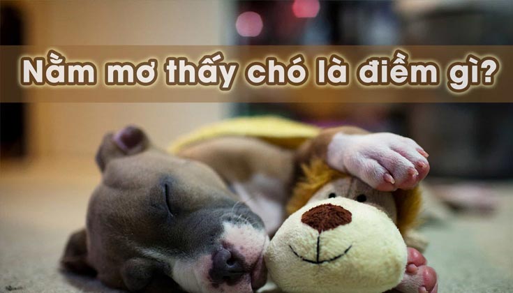 Kinh nghiệm chọn số theo giấc mơ thấy chó trắng trên PG66