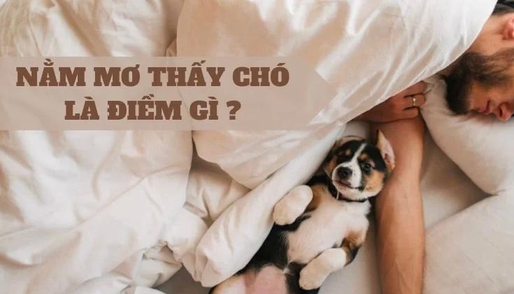 Nằm mơ thấy ôm chó trắng